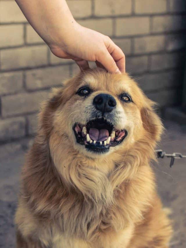 Qual o nome de cachorro mais comum no Brasil?
