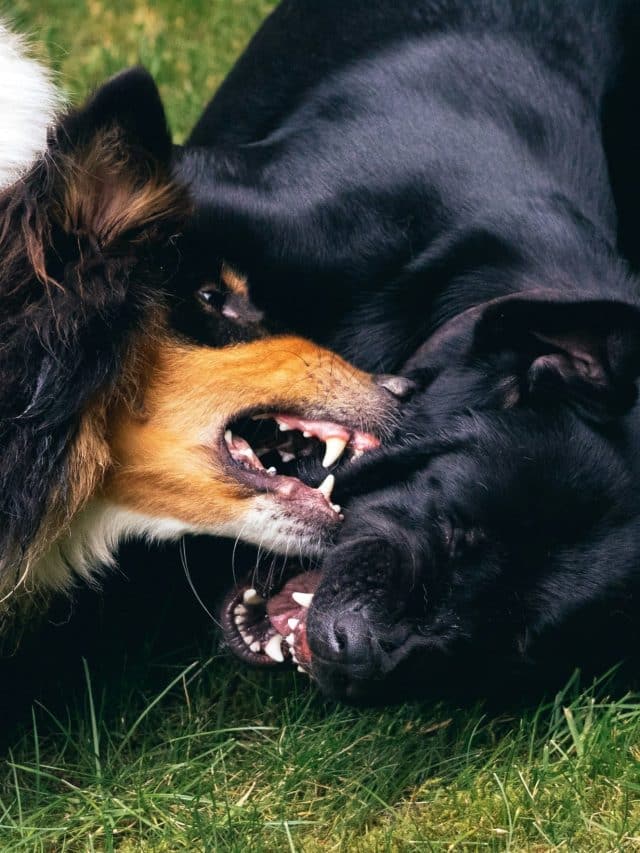 Brigas de cães: como agir e evitar conflitos