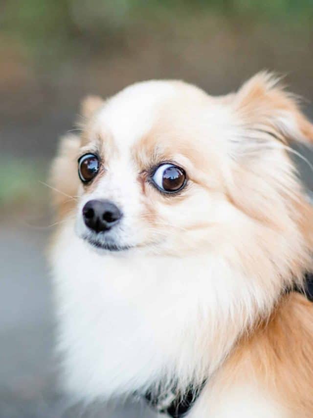 Saiba qual é a raça de cão mais querida do Brasil